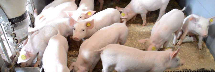 Optimer din foderstrategi i svinestalden
