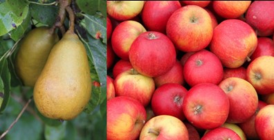 Dyrkningsvejledning Æbler Og Pære