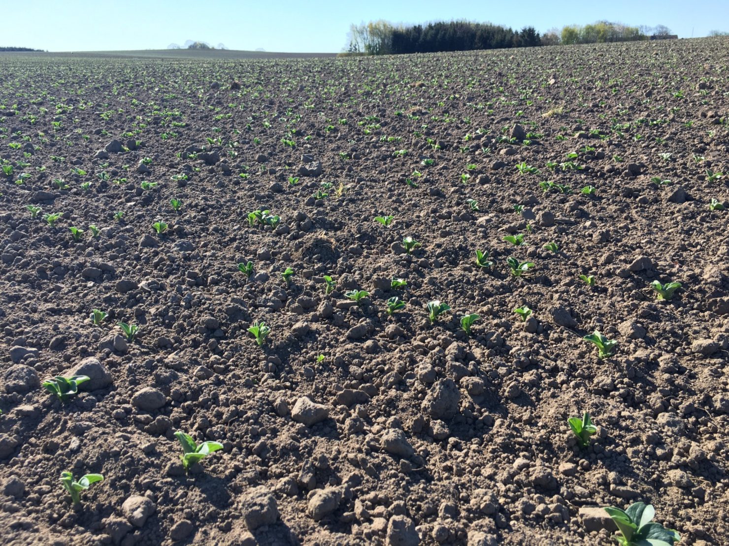 Nyfremspirede Hestebønner 20200421