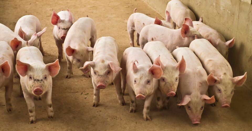 Fremstillingspris i griseproduktion