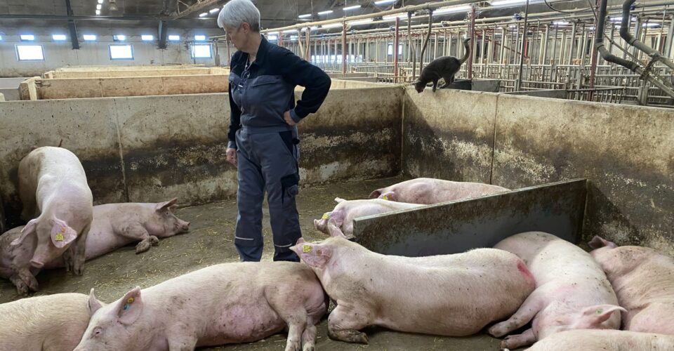 E-kontrol i griseproduktion