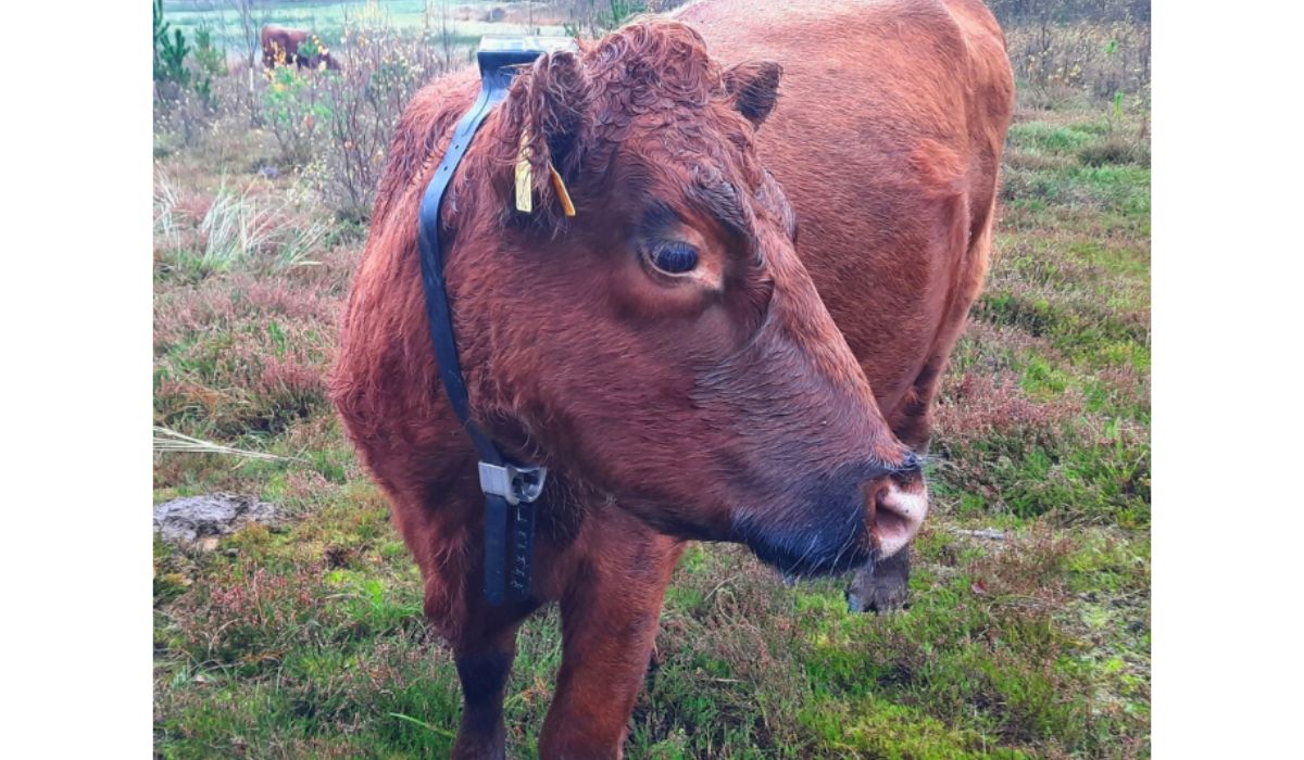 Kvæg, der har et GPS-halsbånd på