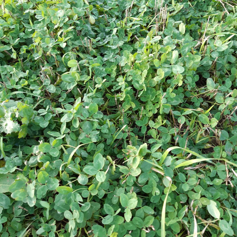 Økologisk inspirationsdag 2025