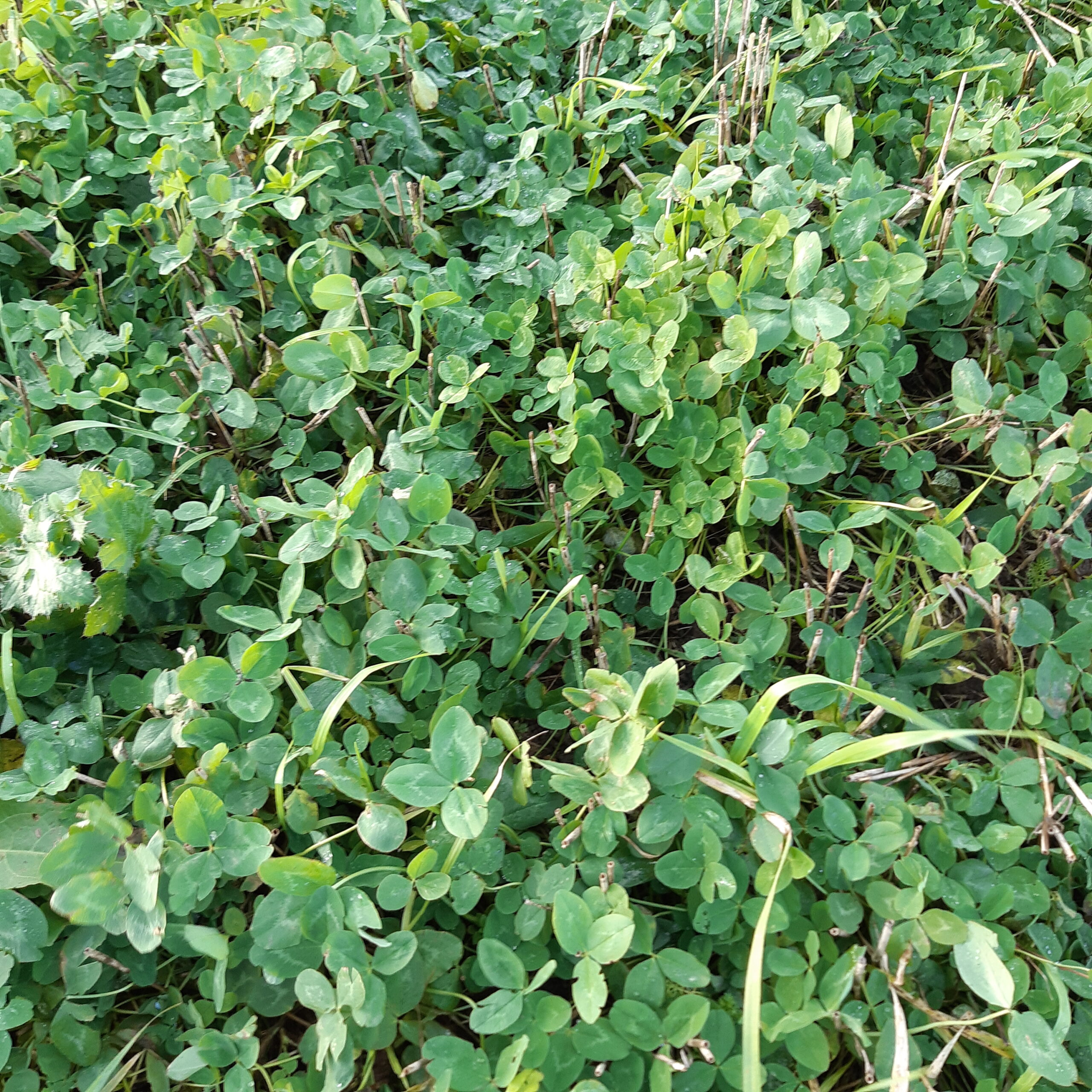 Økologisk inspirationsdag 2025