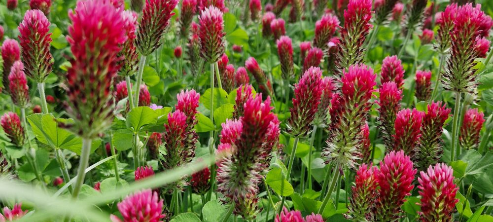 Billede til arrangementet Økologisk inspirationsdag 2025