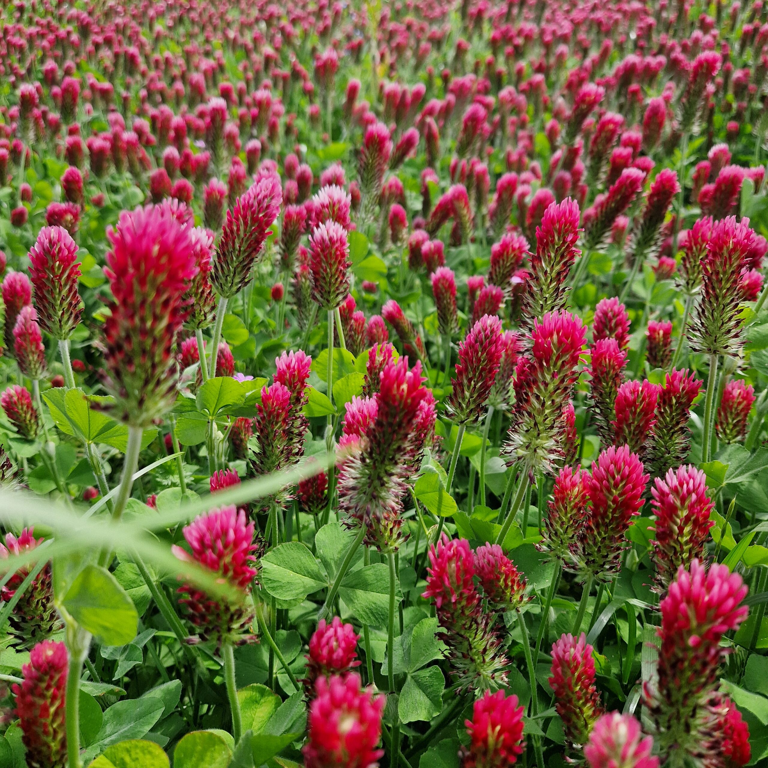 Billede til arrangementet Økologisk inspirationsdag 2025